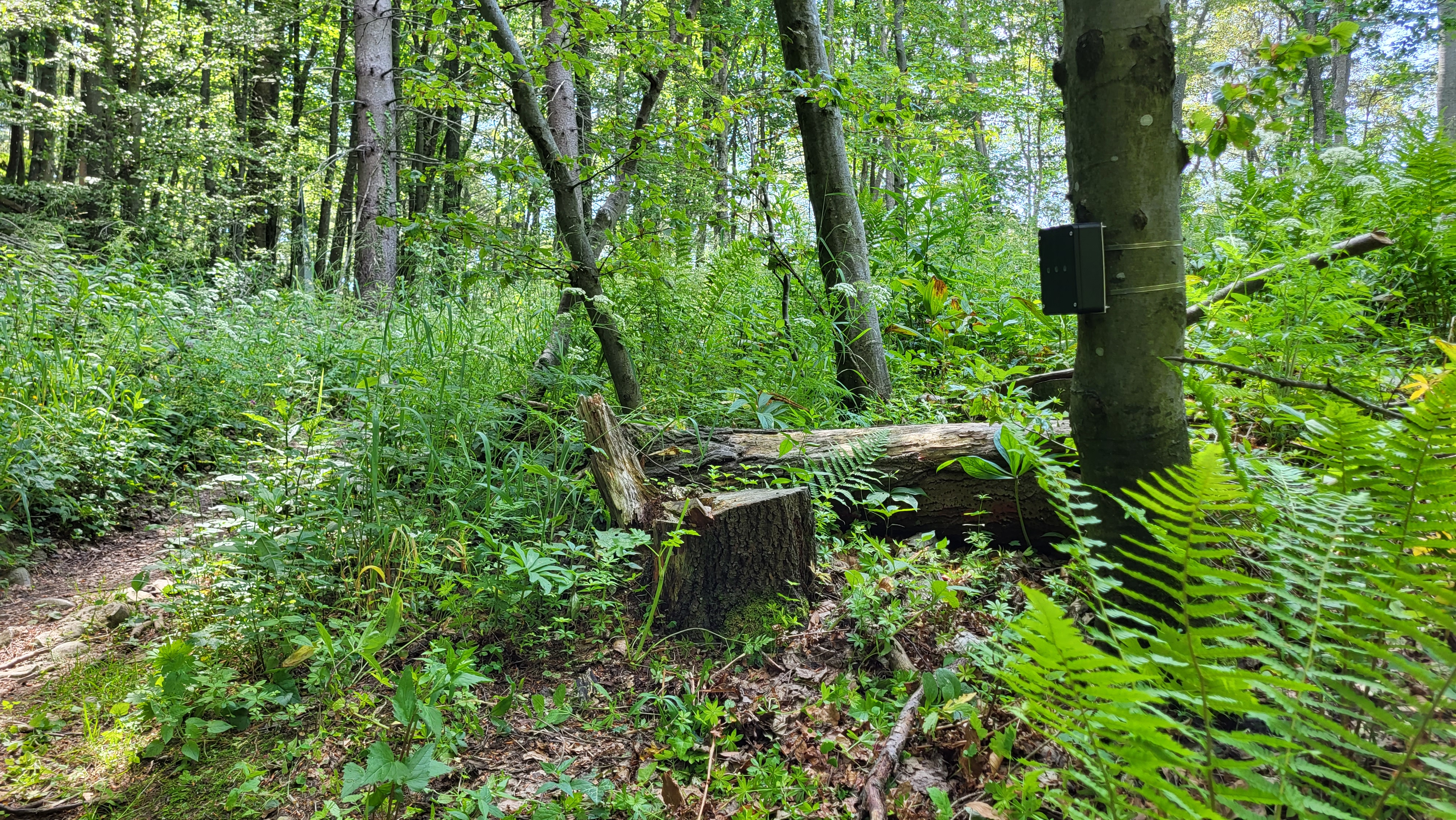 Nameščanje števcev, Kum, junij 2022. Arhiv PZS