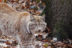 2152_Luchs.jpg