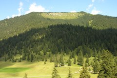 2729_Bergwaldschutz.jpg