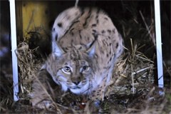 3759_09_Luchs.jpg