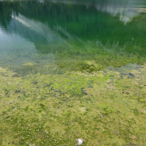 Cvetenje Dvojnega jezera, 2018