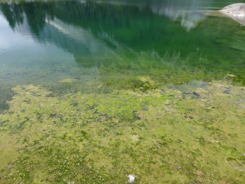 Cvetenje Dvojnega jezera, 2018