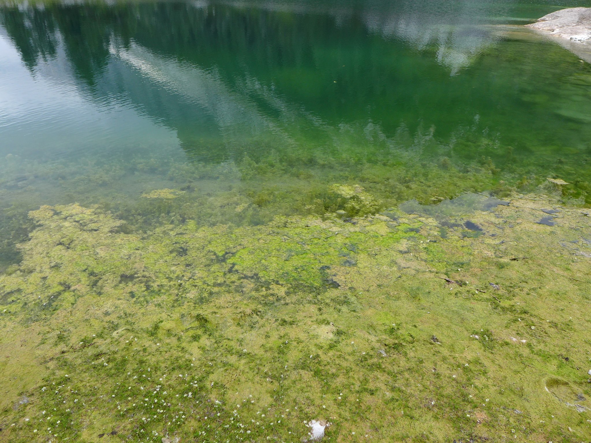 Cvetenje Dvojnega jezera, 2018