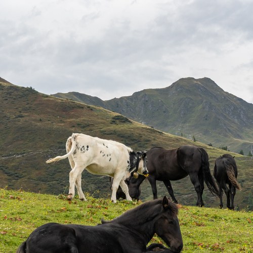 4 JeloviZA (c) Samo Khan