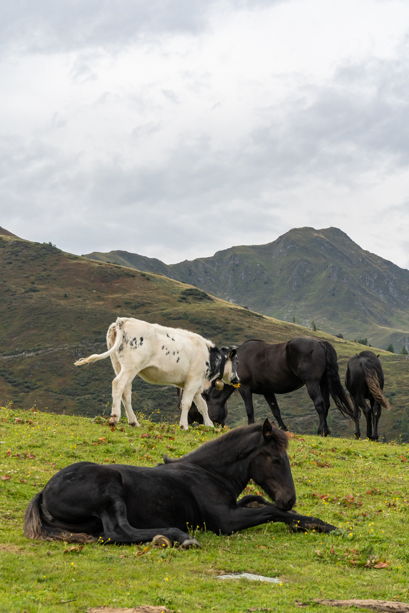 4 JeloviZA (c) Samo Khan