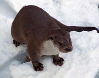 4288_Fischotter.jpg
