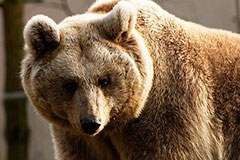 4310_Baer.jpg