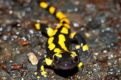 4495_Feuersalamander.jpg