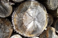4575_Holzquer.jpg