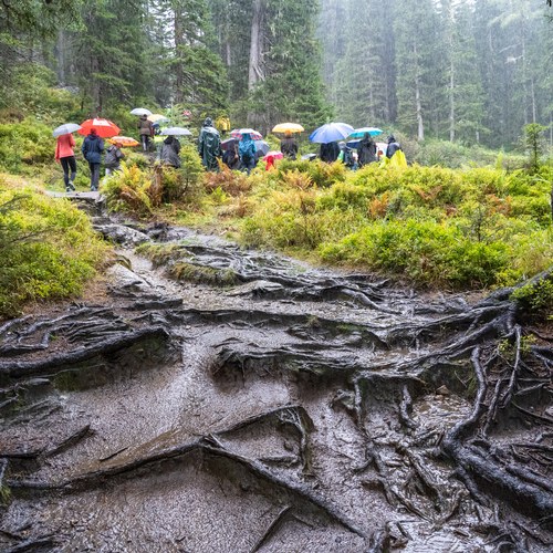 5 JeloviZA (c) Samo Khan