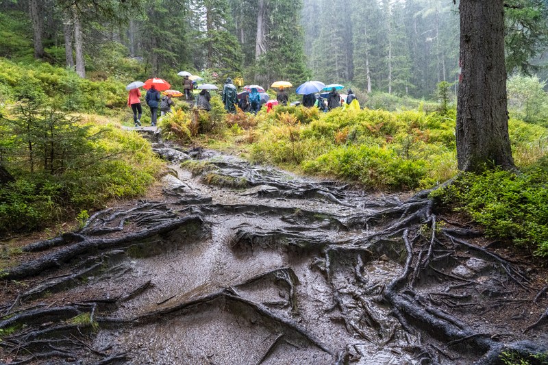 5 JeloviZA (c) Samo Khan