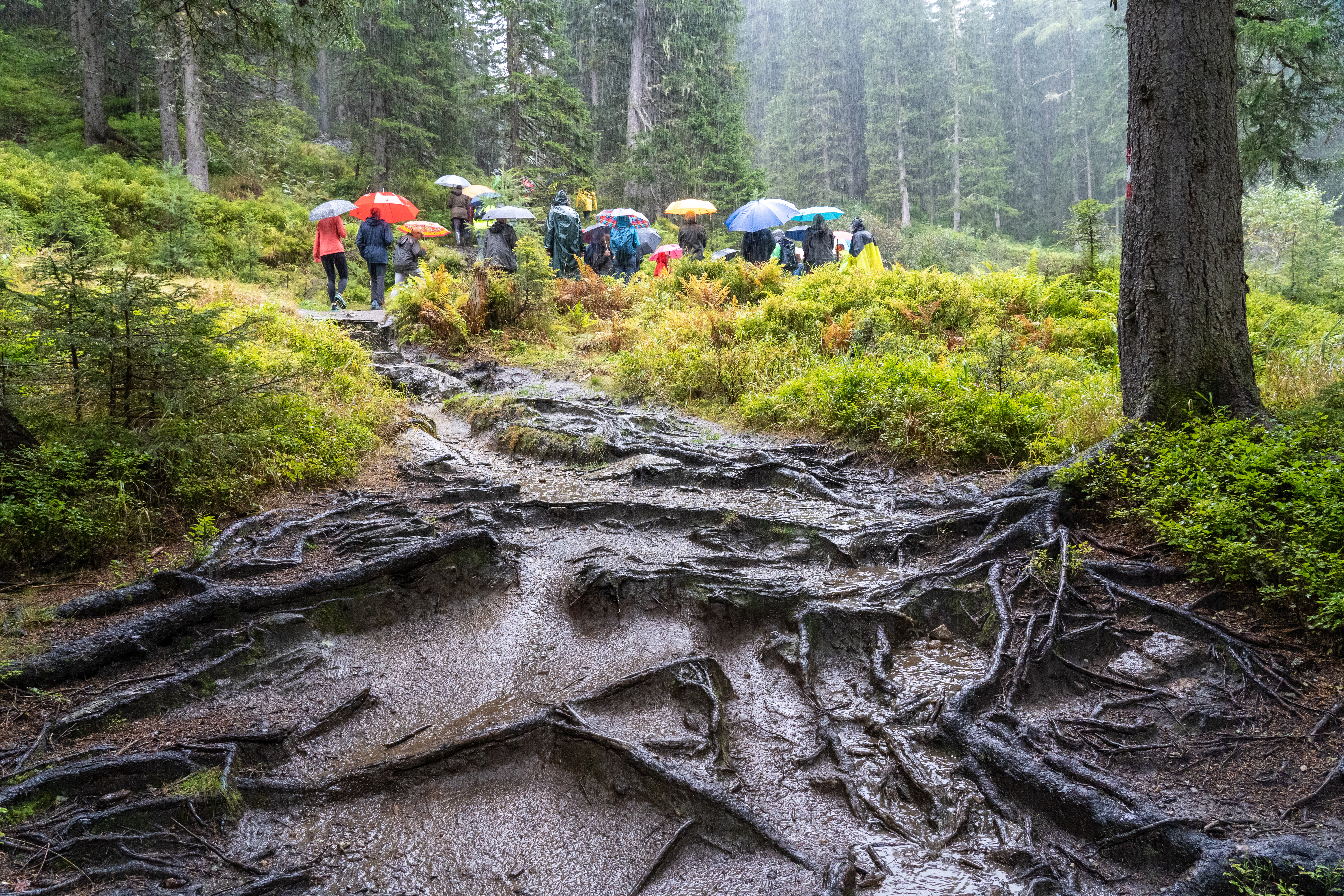 5 JeloviZA (c) Samo Khan