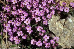 867_Aubretia.jpg