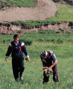 929_Bauern.jpg