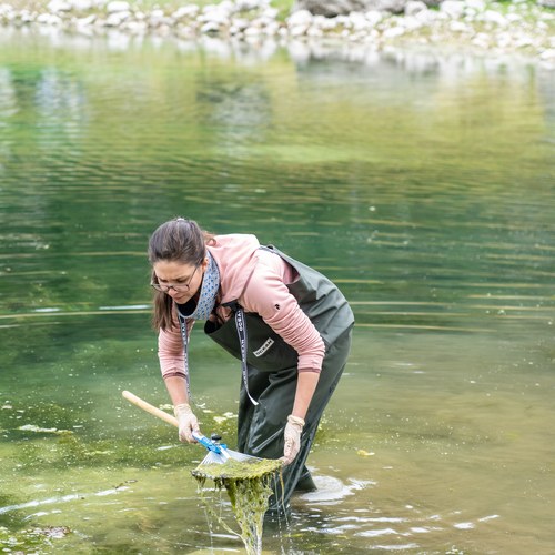 Odstranjevanje alg, foto: Samo Kham