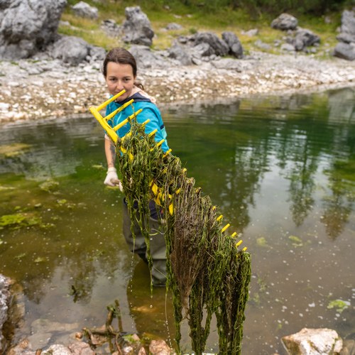 Odstranjevanje alg, foto: Samo Kham