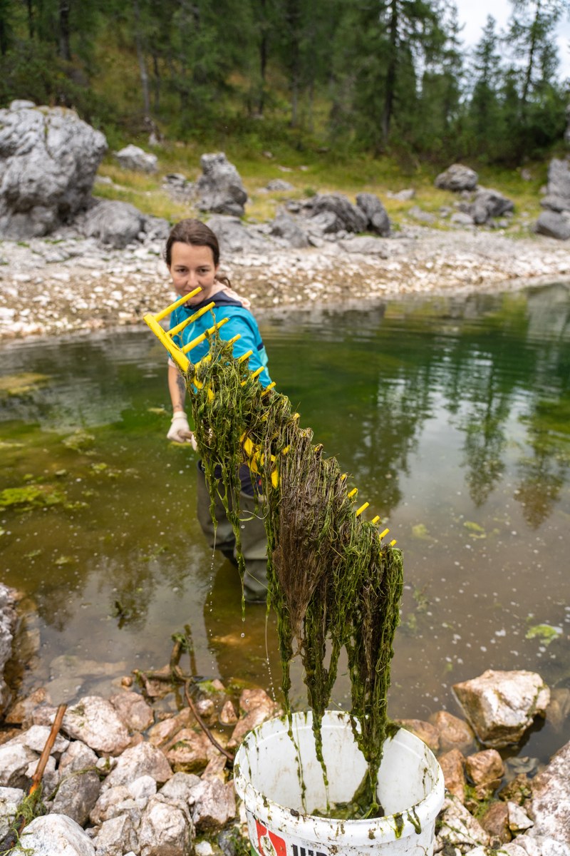 Odstranjevanje alg, foto: Samo Kham