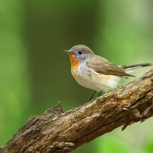 AdobeStock 459901296