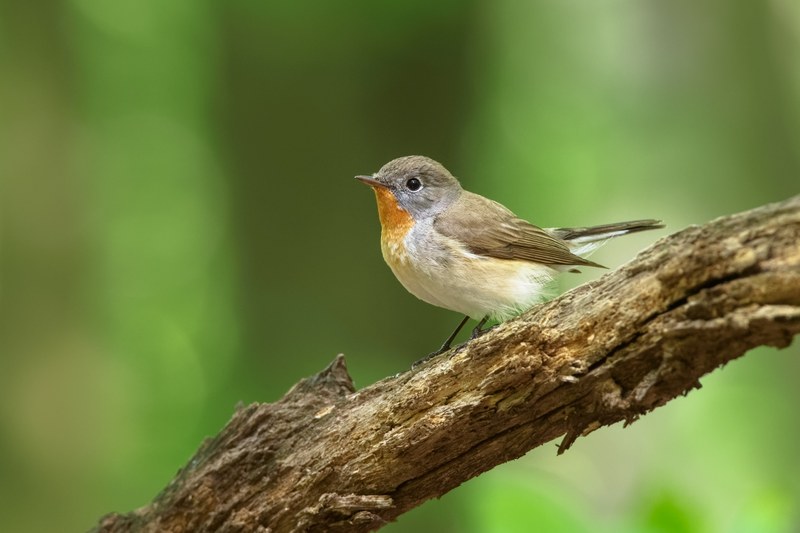 AdobeStock 459901296