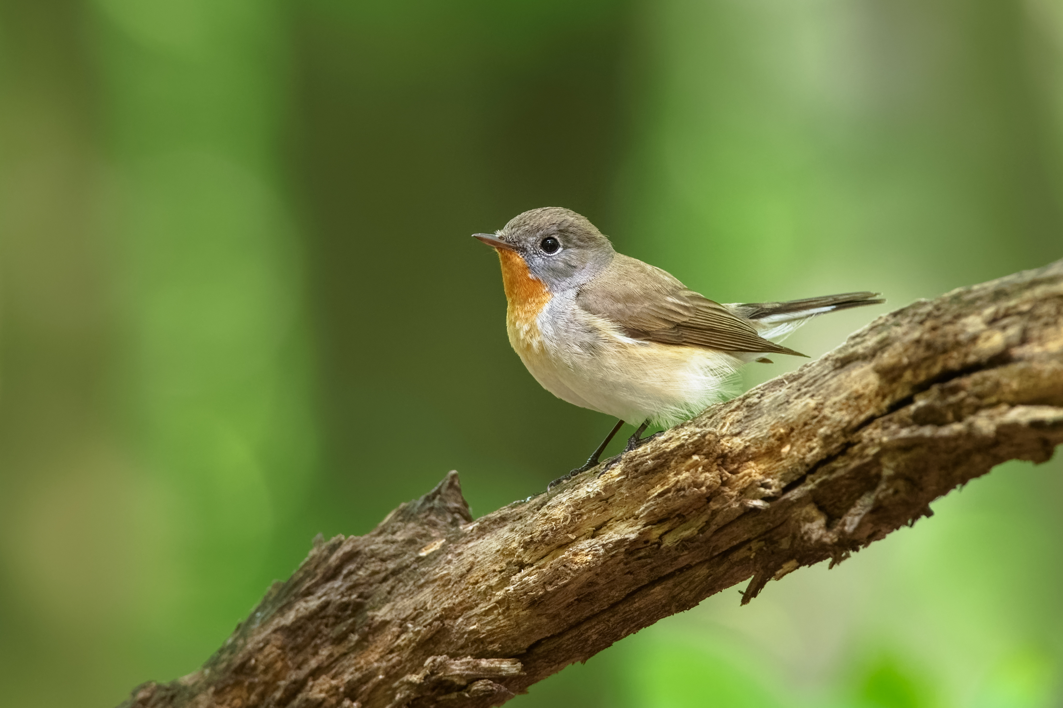 AdobeStock 459901296