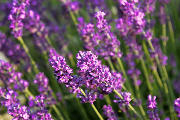 aM_Lavendel_676552_original_R_by_Alfred Arnold_pixelio.jpg