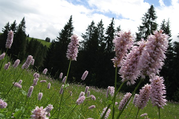 Biodiv. (c) CHRISTOPH PUESCHNER ZEITENSPIEGEL _18__1.jpg