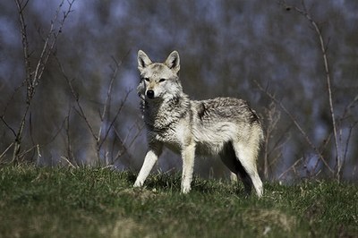 ©Dominik Bartsch_flickr_CC BY 2.0.jpg