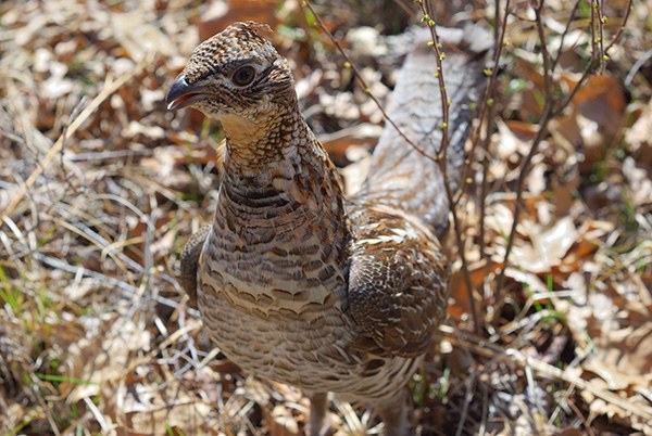 (c) E_Bass flickr.com.jpg