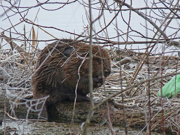 (c) judith74 flickr.com .jpg