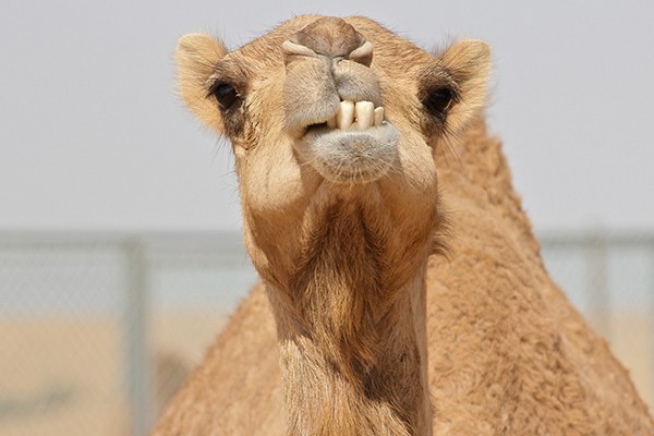 ©Marianne Bevis_flickr.jpg