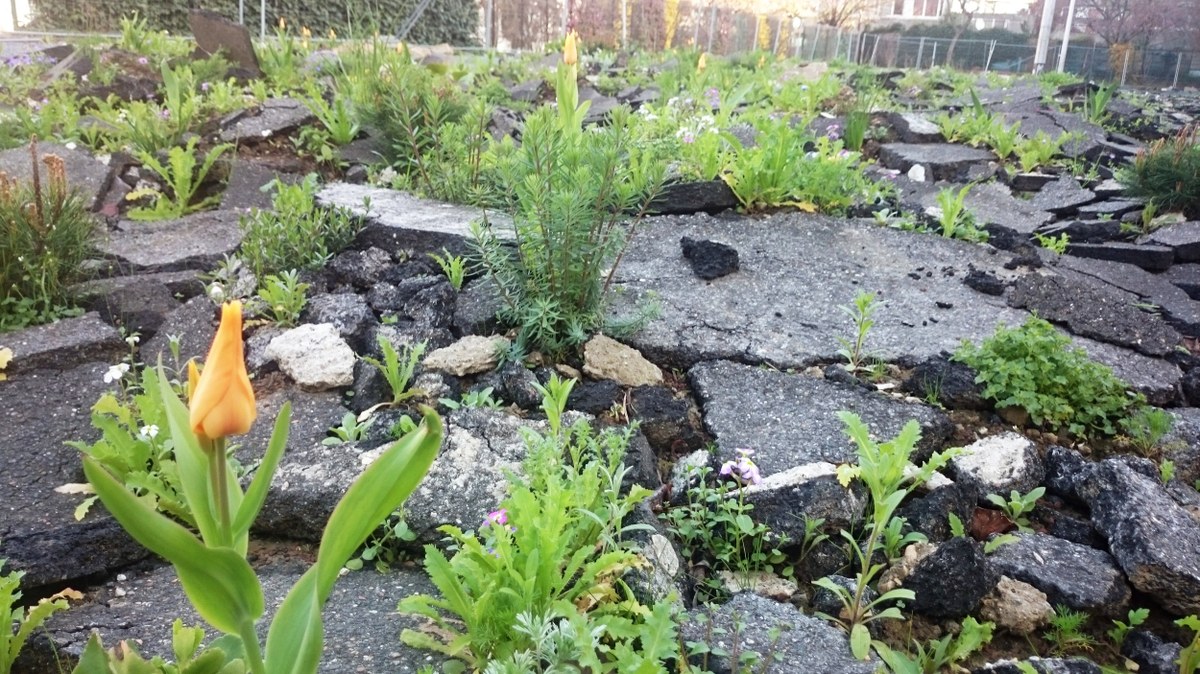 (c)Mathieu Gontier (Wagon Landscaping) (2).jpg