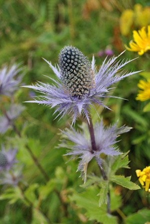 Chardon-bleu.jpg