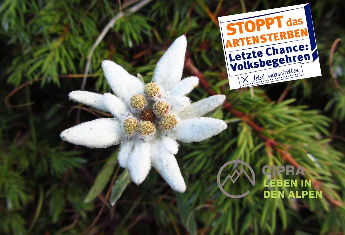 CIPRA Artenvielfalt.jpg