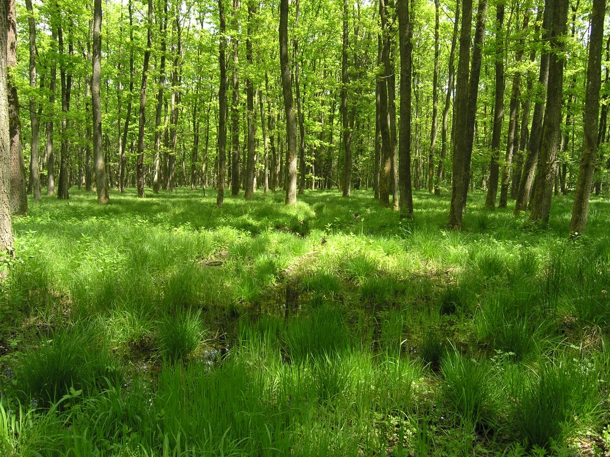 Dobrava_wetlands_forest_water_filtration (c) Kogovšek_T..JPG