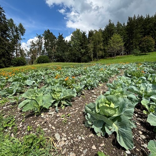 Oberhaus vegetable plot (c) CIPRA Südtirol
