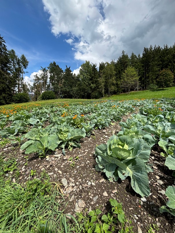 Oberhaus vegetable plot (c) CIPRA Südtirol
