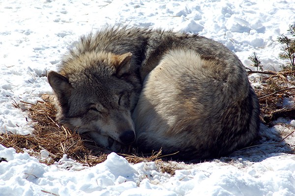Gray Wolf - Canis lupus (c) Derek Bakken_flickr.jpg