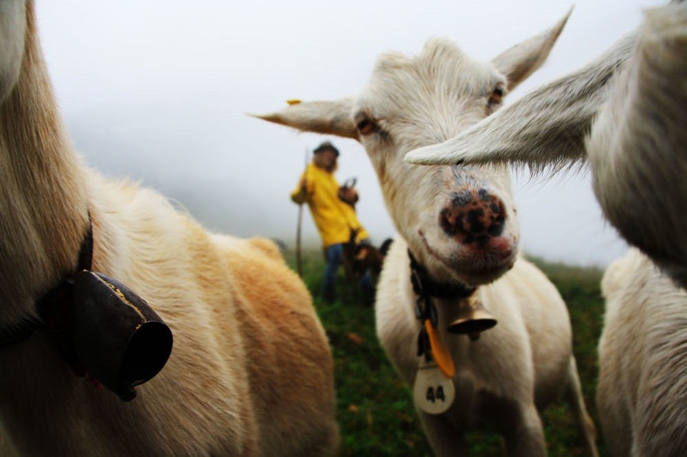 Hirte und Ziegen web(c) Maria Naynar.jpg