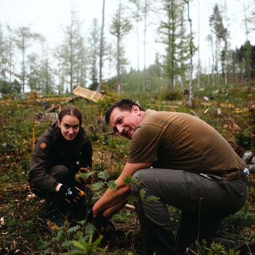 JELOVIZA  SAJENJE   EXPORT 13