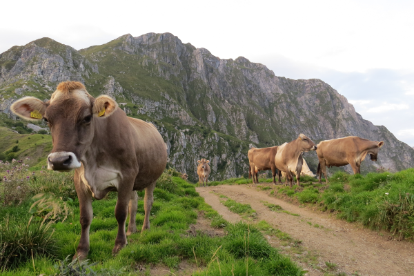 Mountain Product_Socatal_Miro Kristan 600x400.png