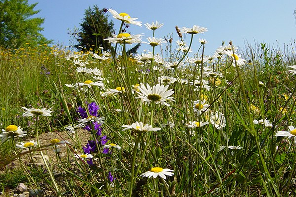 Natura 2000 (c) Markus Burtscher (CIPRA Gallery).jpg