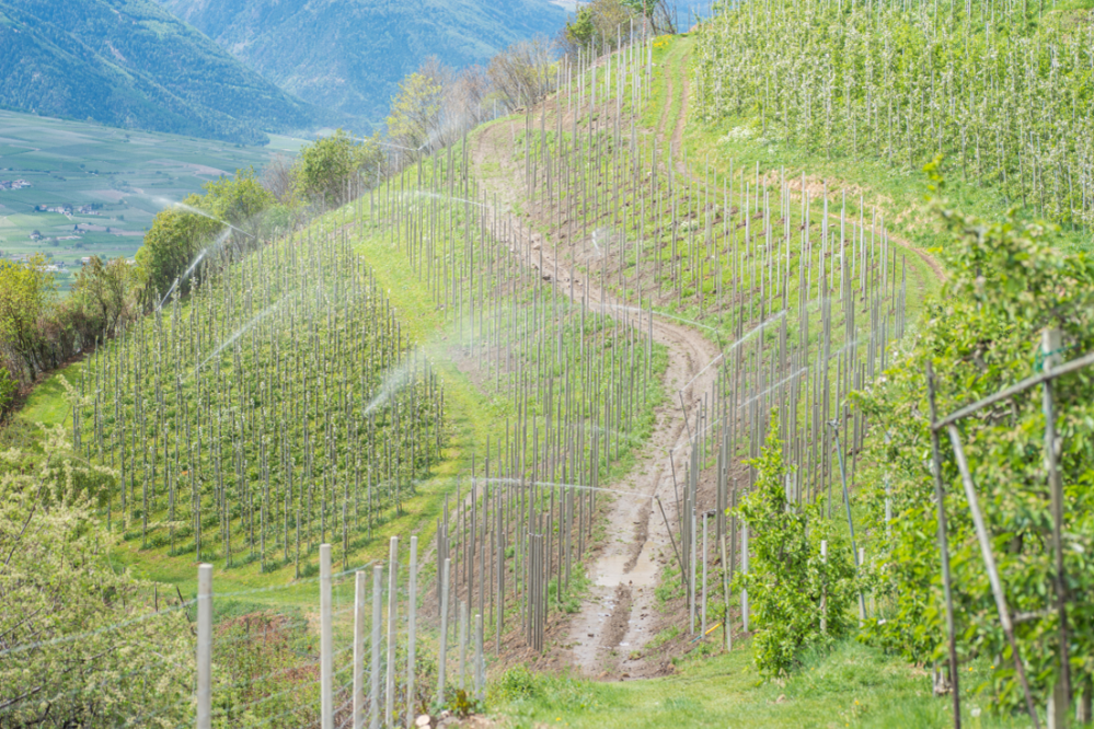 Pestizide Vinschgau (c) Canva_wakila.png