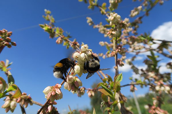 Photo_4_Bombus_lucorum_terrestris_(Danilo_Bevk).JPG