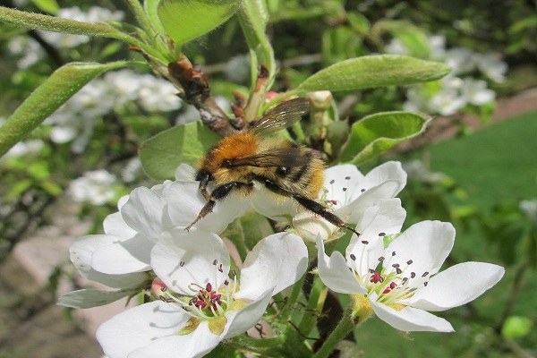 Photo_5_Bombus_pascuorum_(Danilo_Bevk) - Kopie.JPG