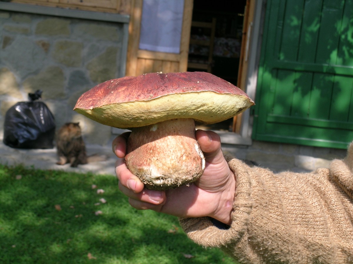 porcino rosso (c) nrognaf (flickr).jpg