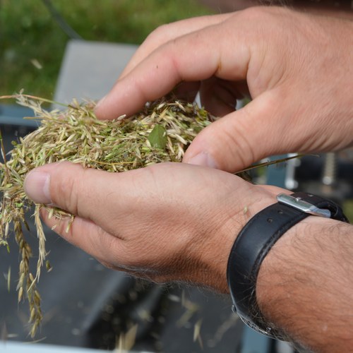 Walsertal Saatguternte (c) Biosphärenpark Großes Walsertal