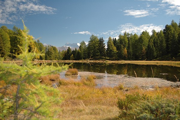 ProjektregionAlpentaelerBusMoosalp_c_Peter Salzmann.jpg