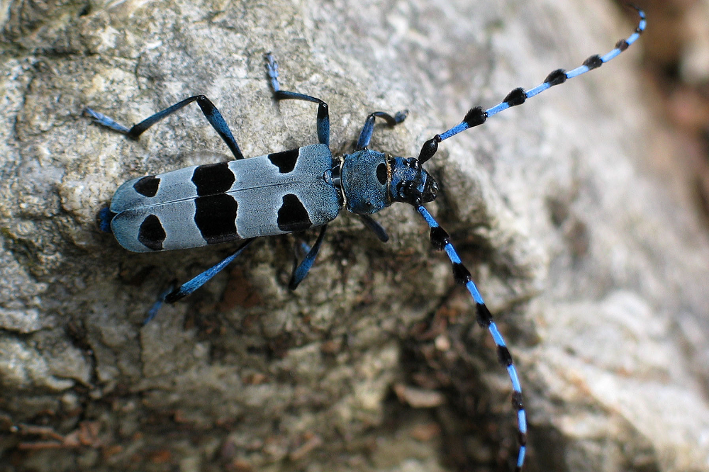 Rosalia_Alpina_(Alpenbock) c Peter Krimbacher wiki commons web.png