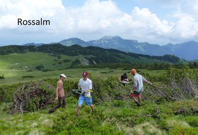 Rossalm_2.jpg