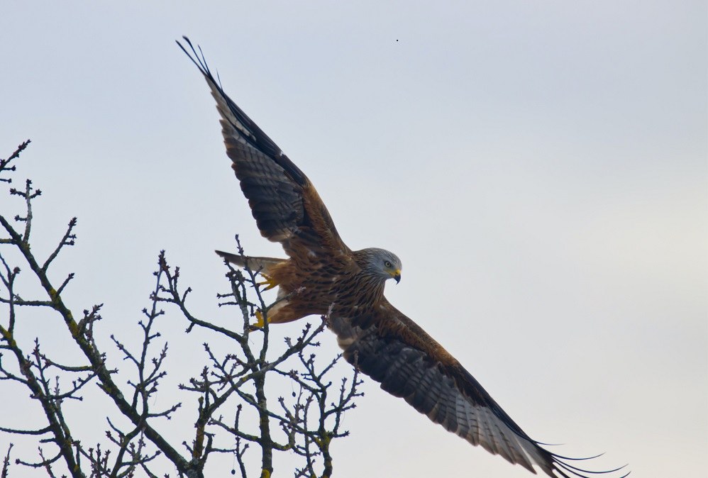 Rotmilan_(c) Julian Unsplash.jpg